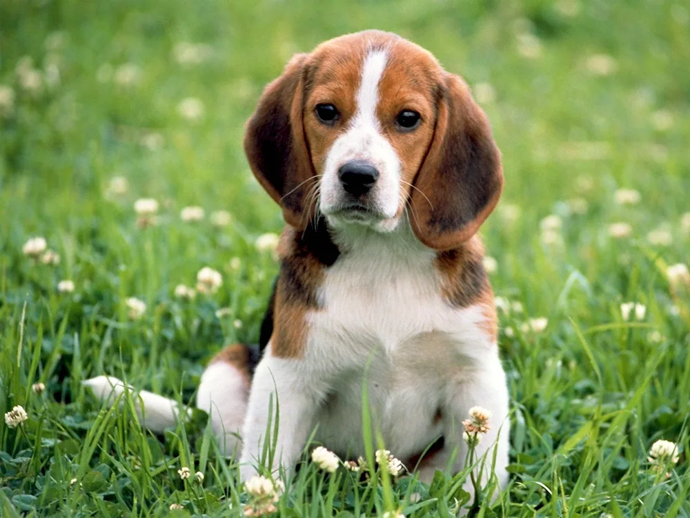 Beagle dog.