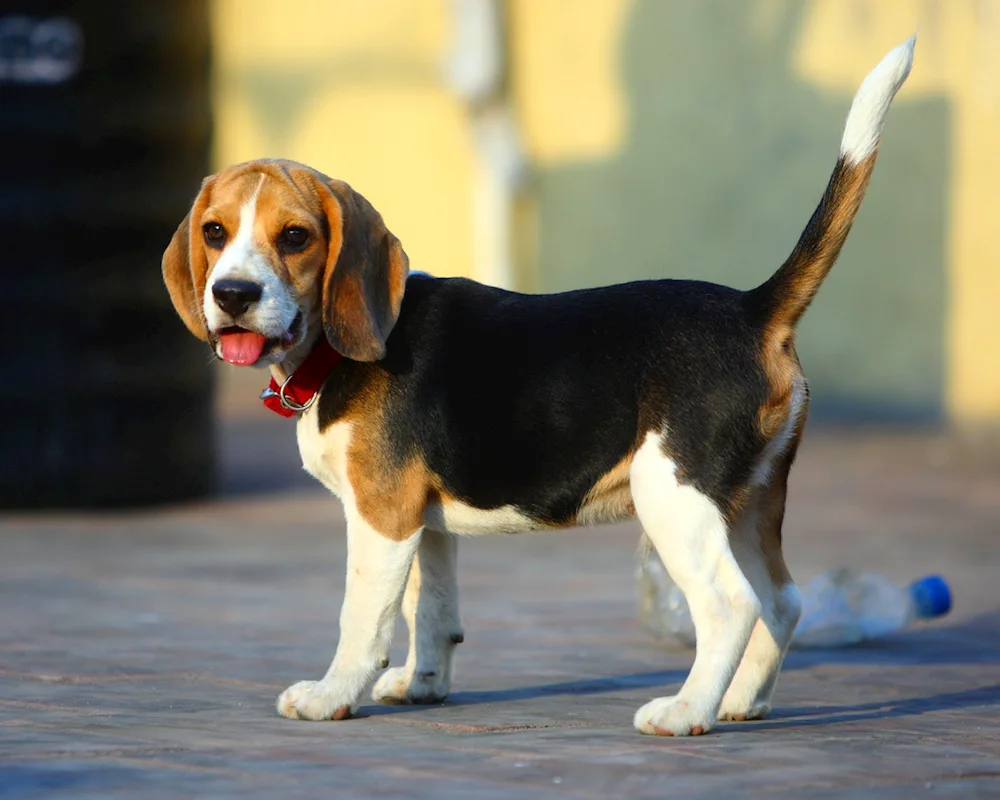 Breed of Beagle dog