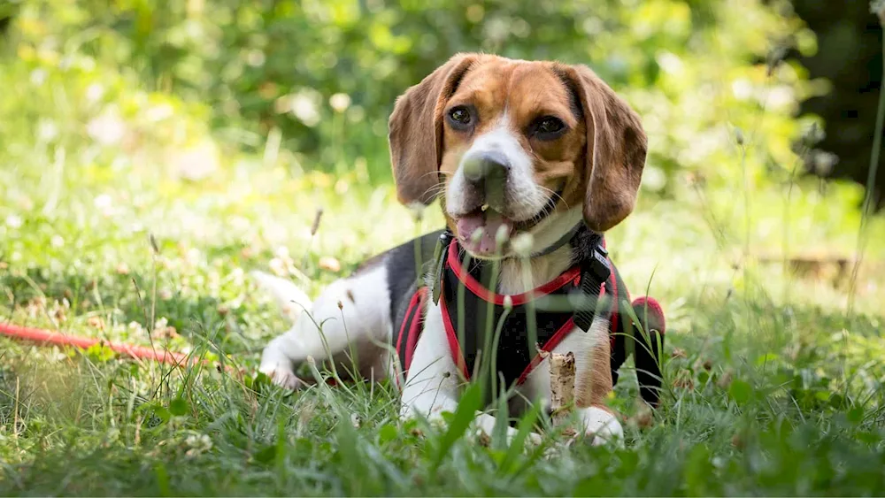 Breed of Beagle dog