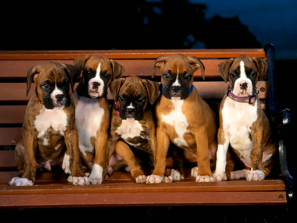 Breed of boxer