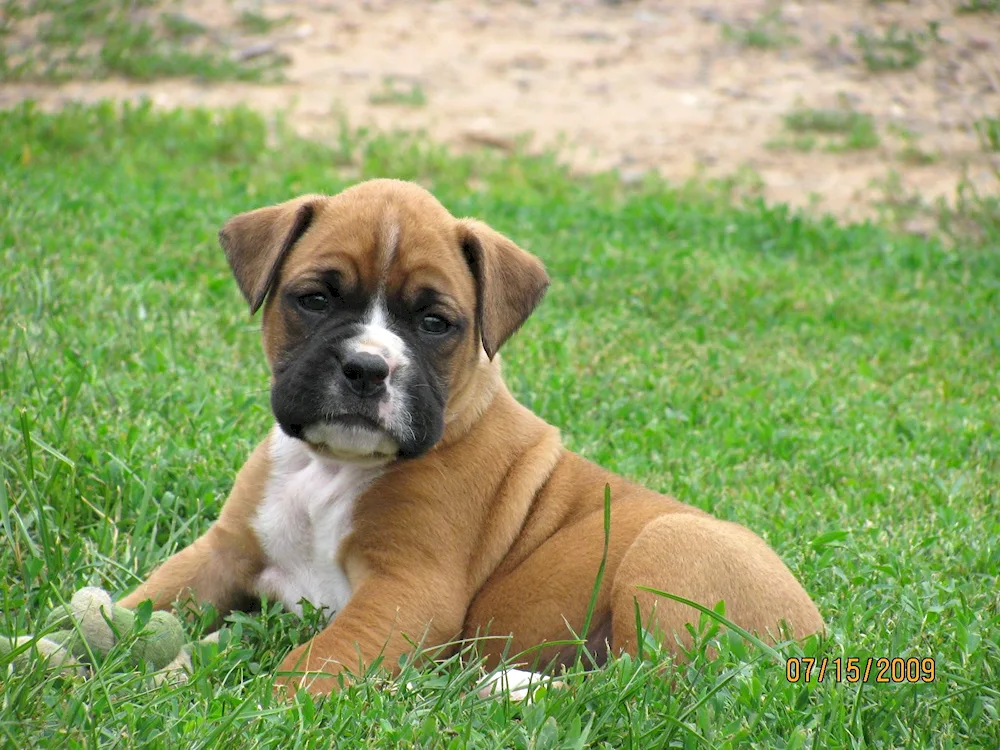 Bulldog boxer