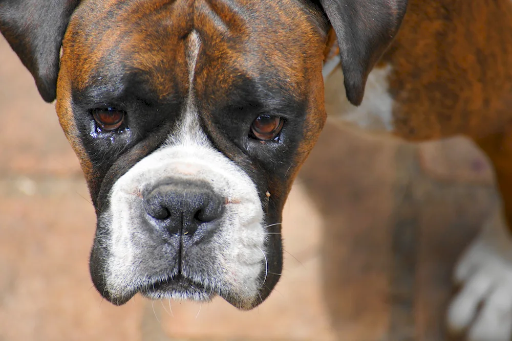 Breed of boxer