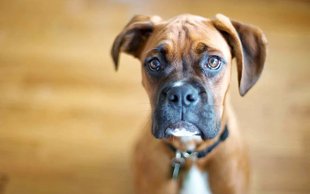 Breed boxer