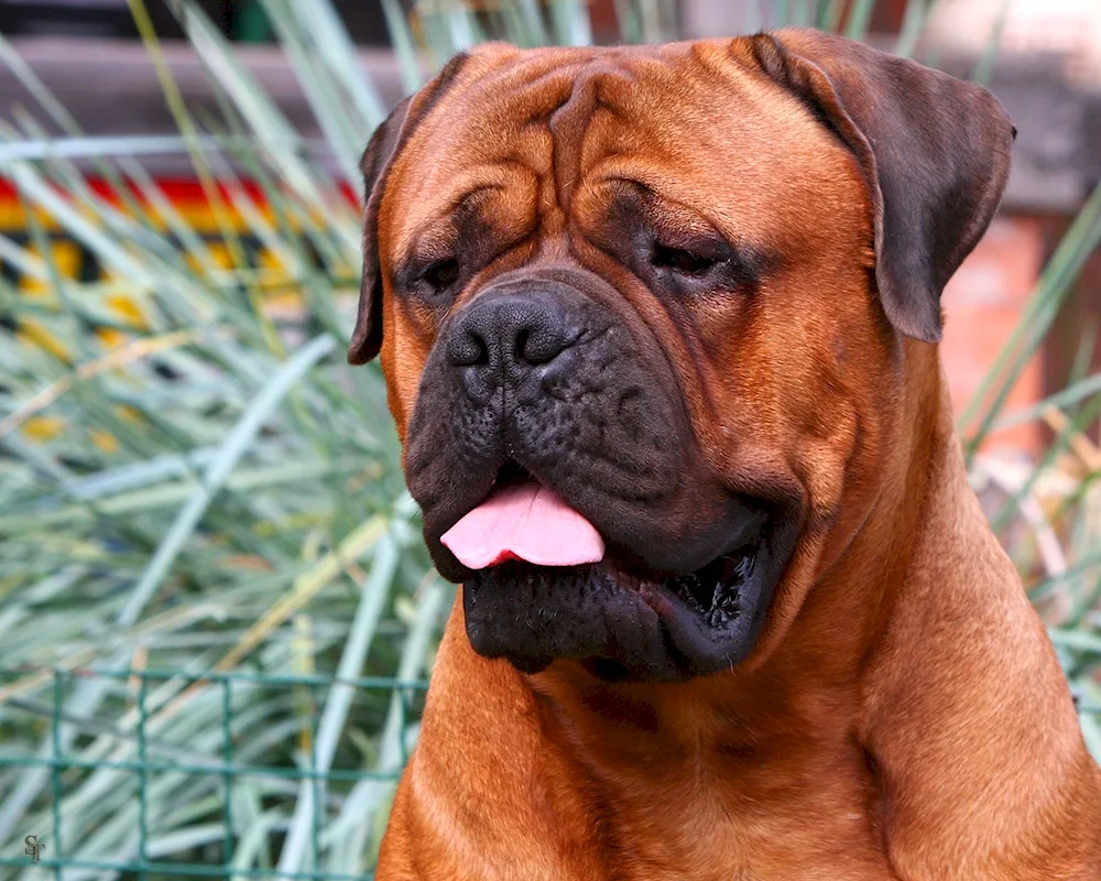 Breed boxer