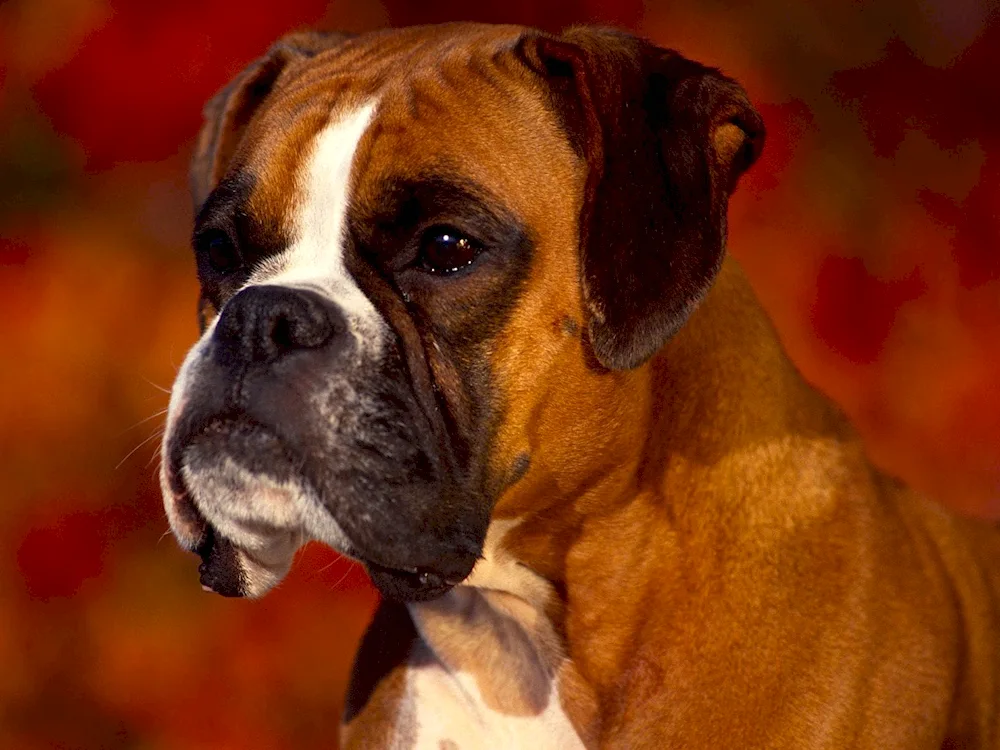 Breed of Bulldog