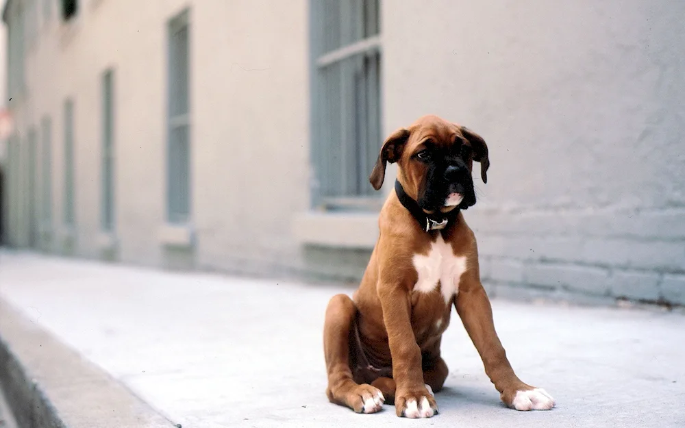 Breed Boxer