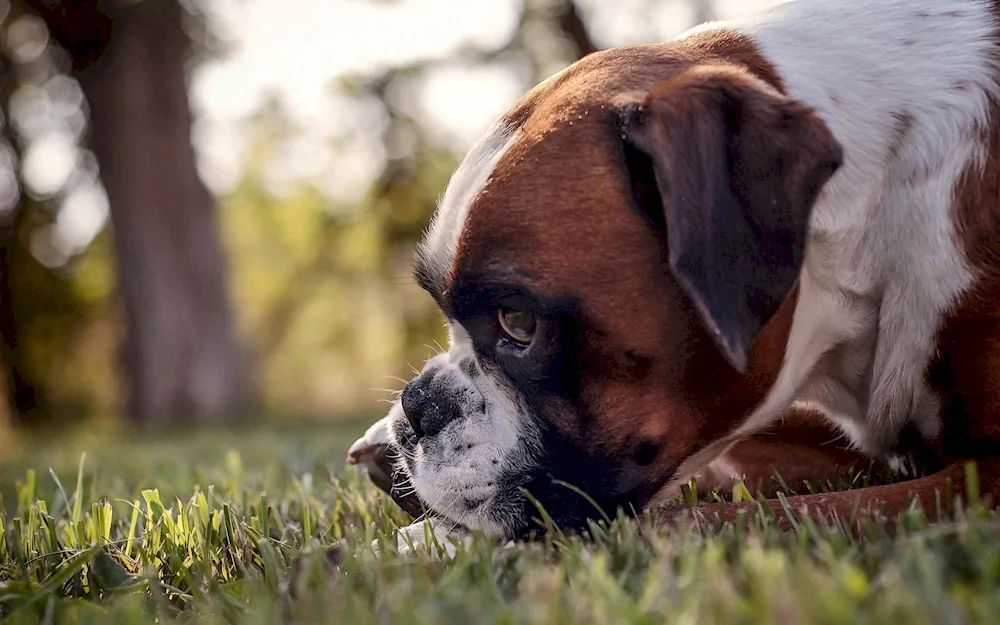 Breed Boxer dog