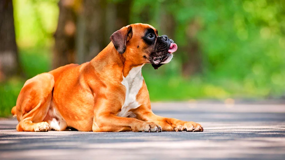 German Boxer dog