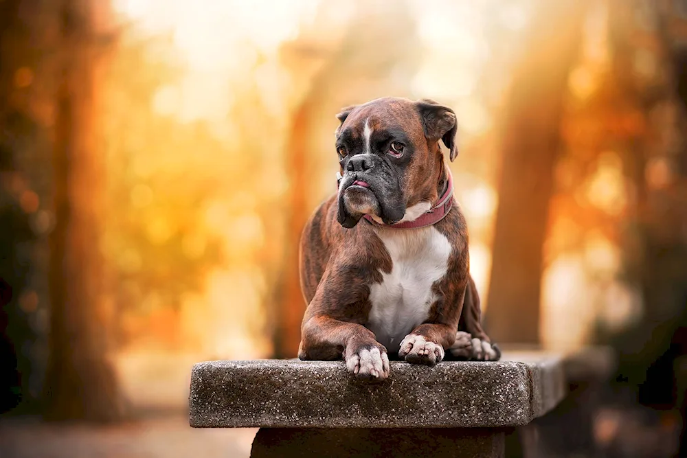 Breed Boxer dog