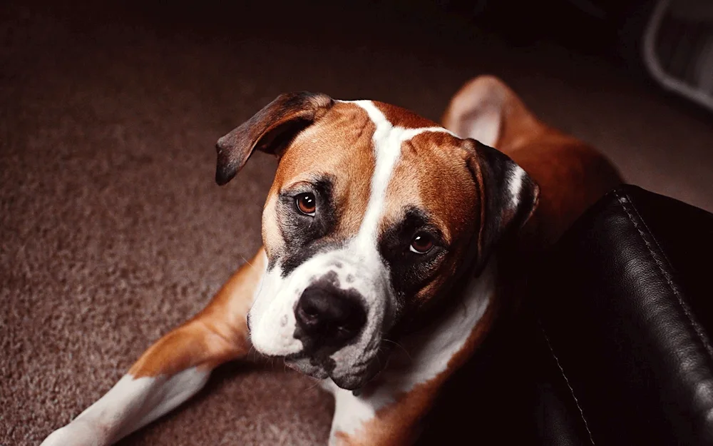 Bullmastiff dog dog