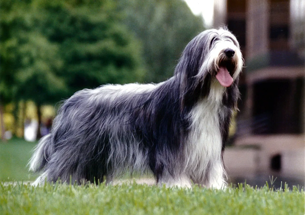 Bearded collie