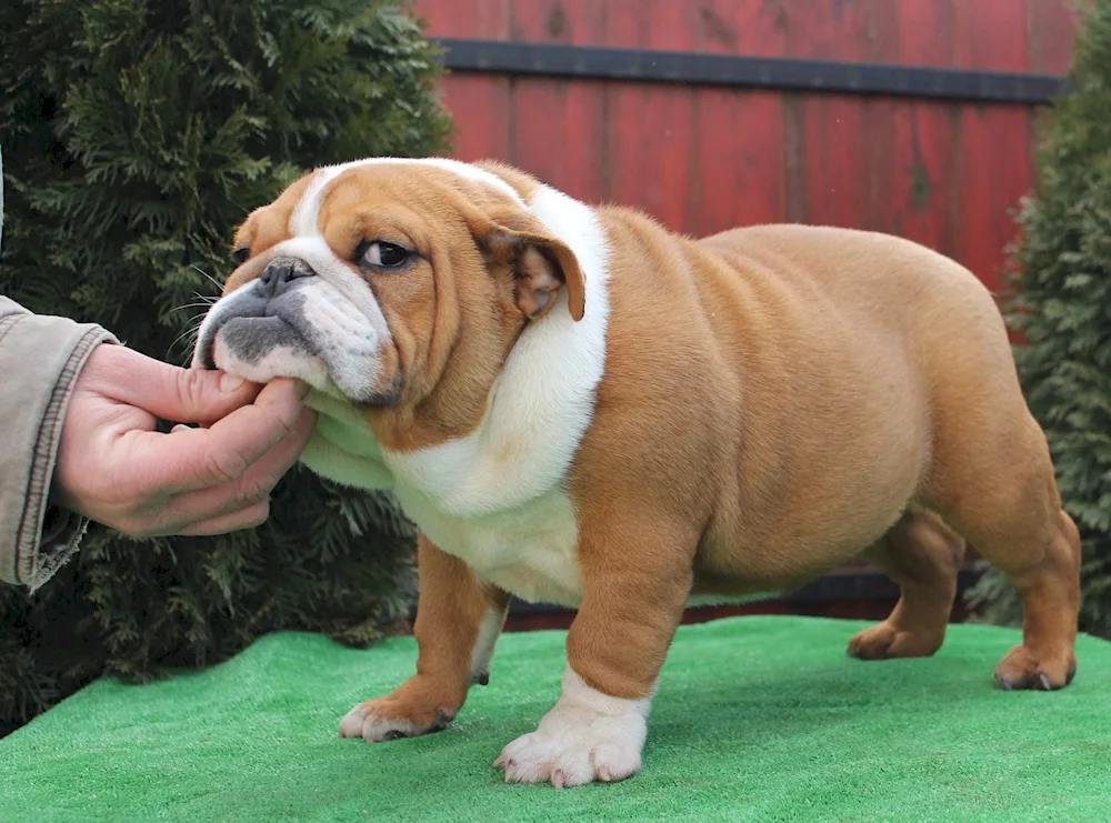 Breed of English bulldog