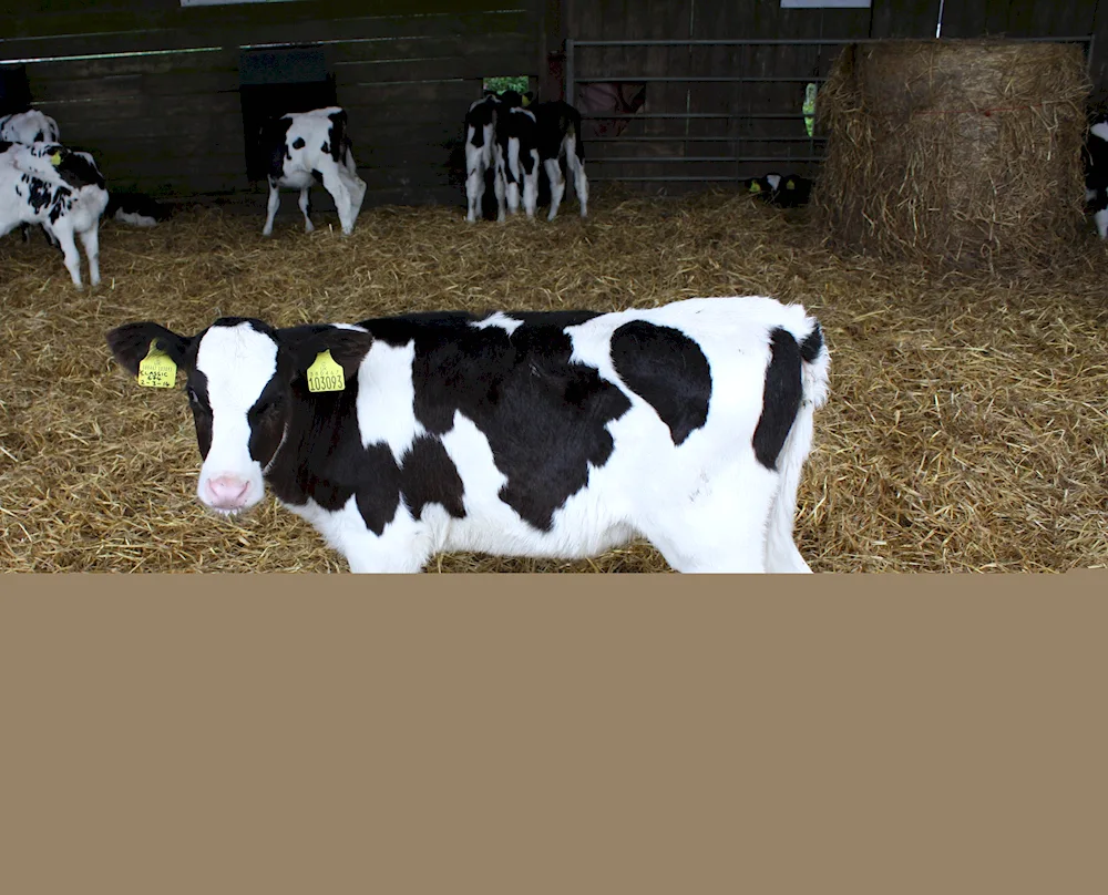 Holstein cow breed