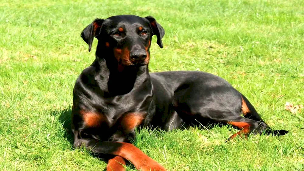 Doberman dog