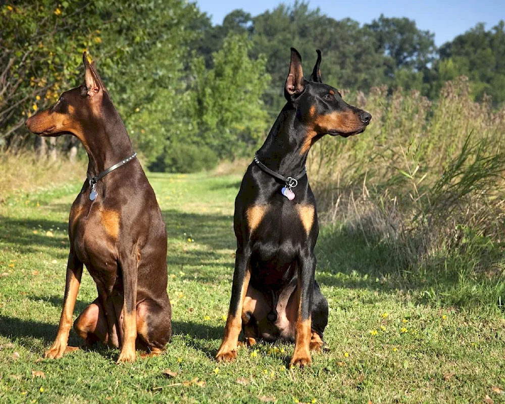 Doberman HD