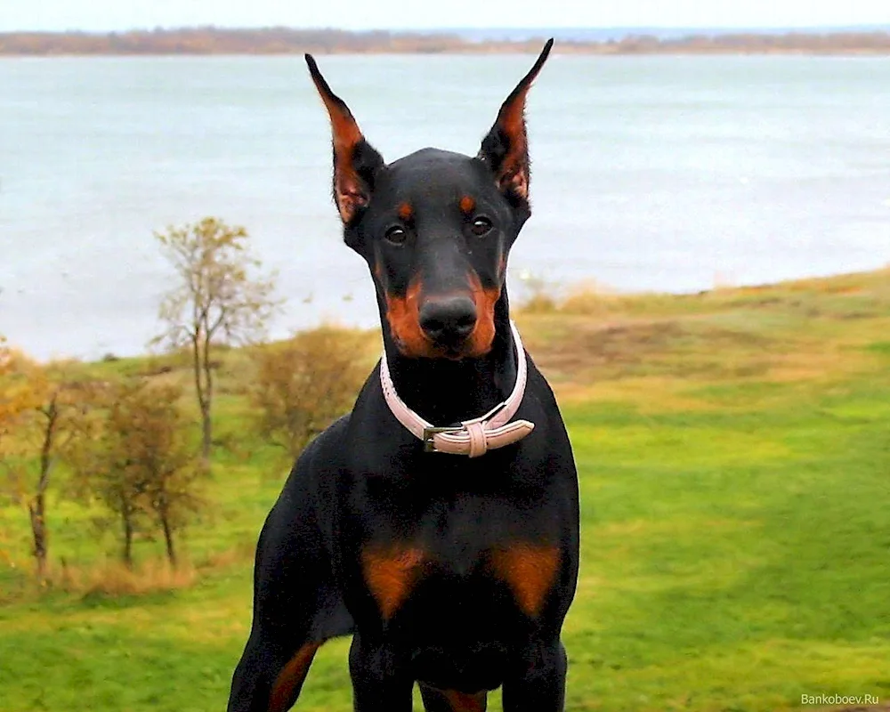 Doberman breed- pinscher