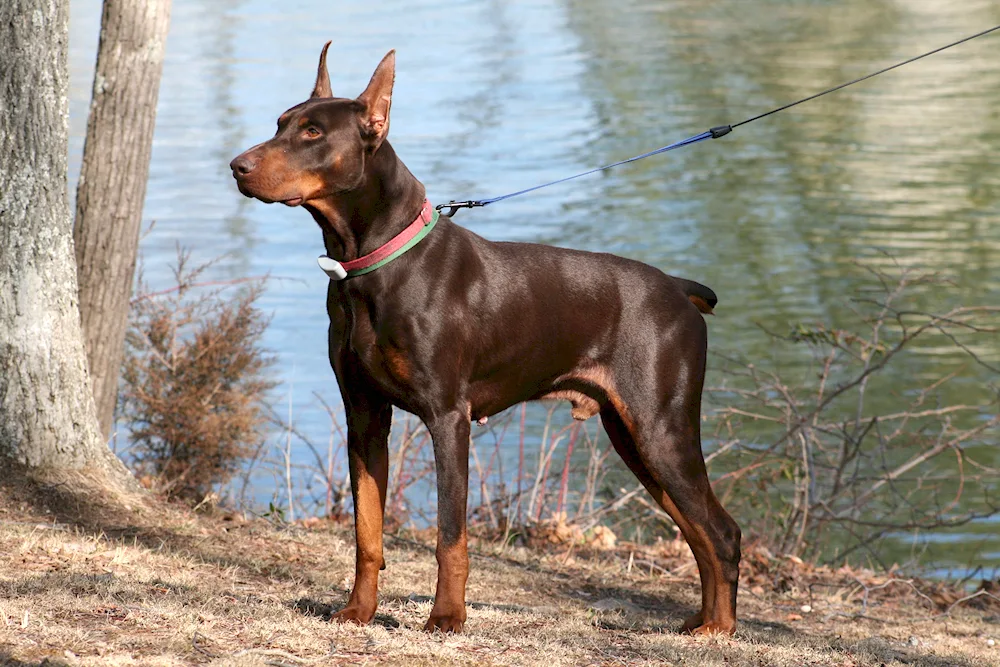 Doberman Spotted