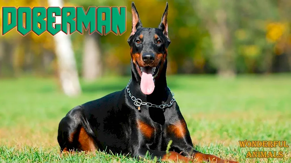 Doberman dog