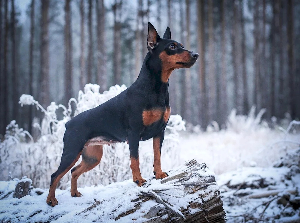 Doberman dog breed