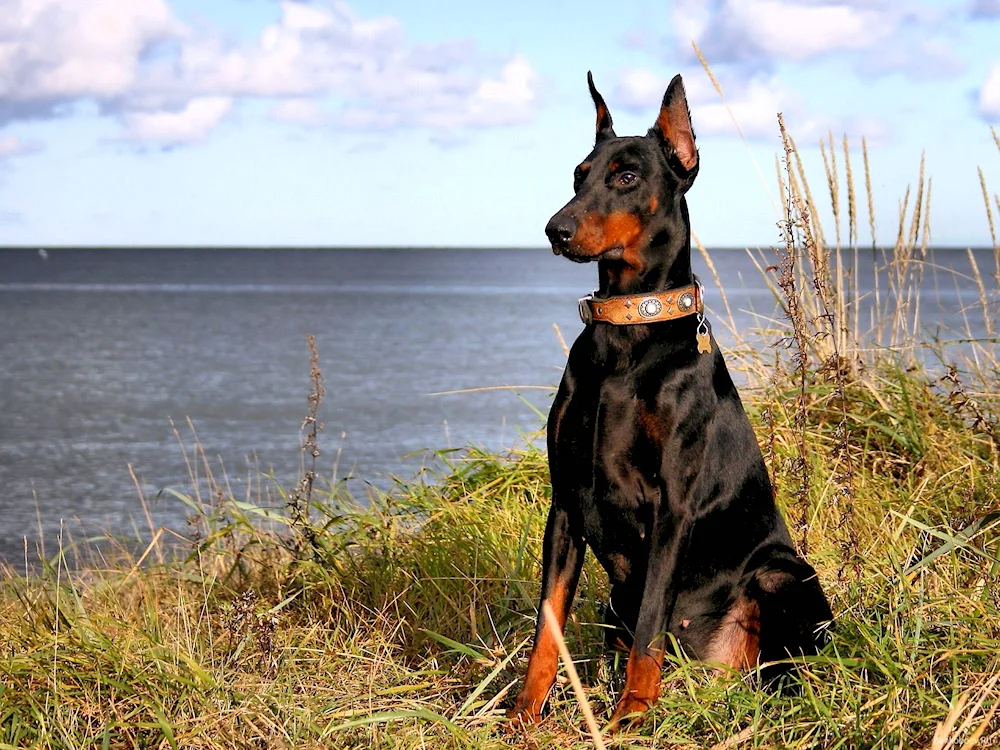 Doberman pinscher breed