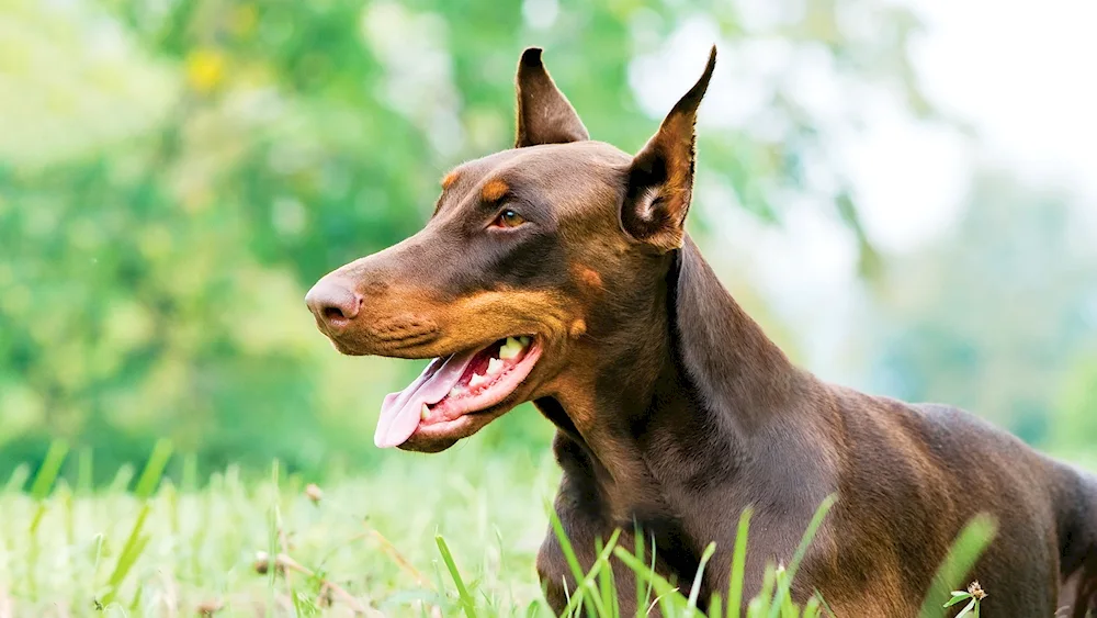 Doberman dog breed. Doberman puppy