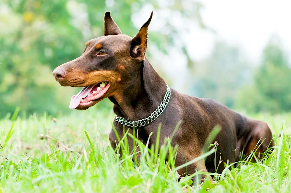 Doberman Pinscher