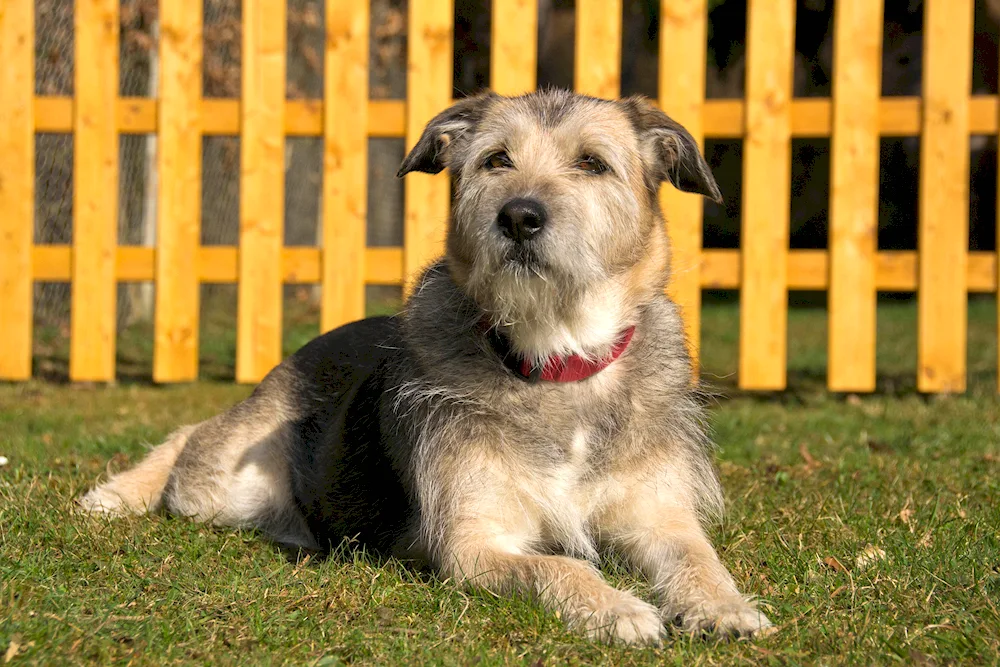 Breed of Terrier