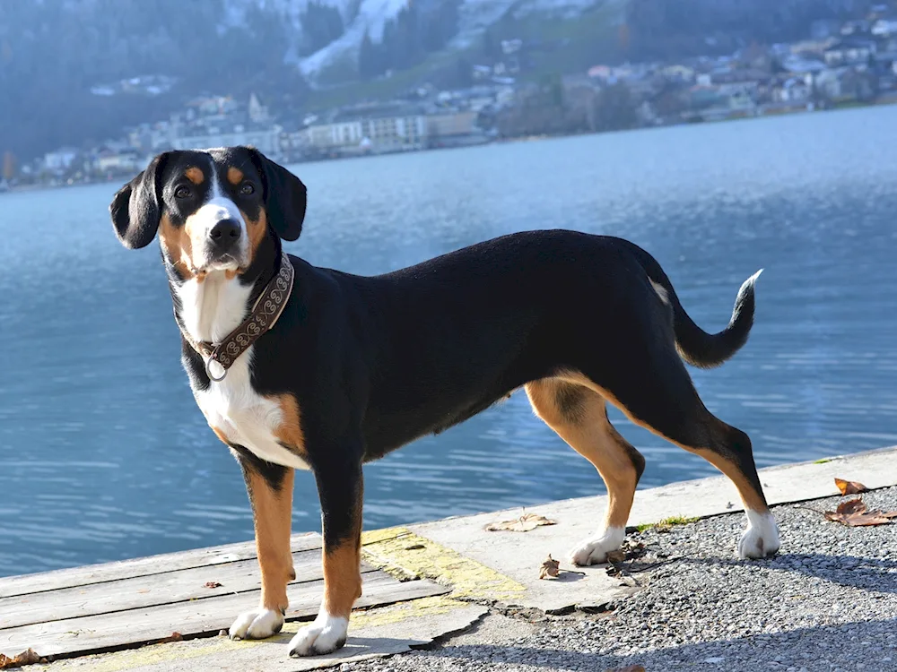 Labrador Shorthair