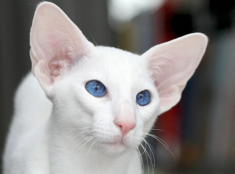 Oriental cat breed