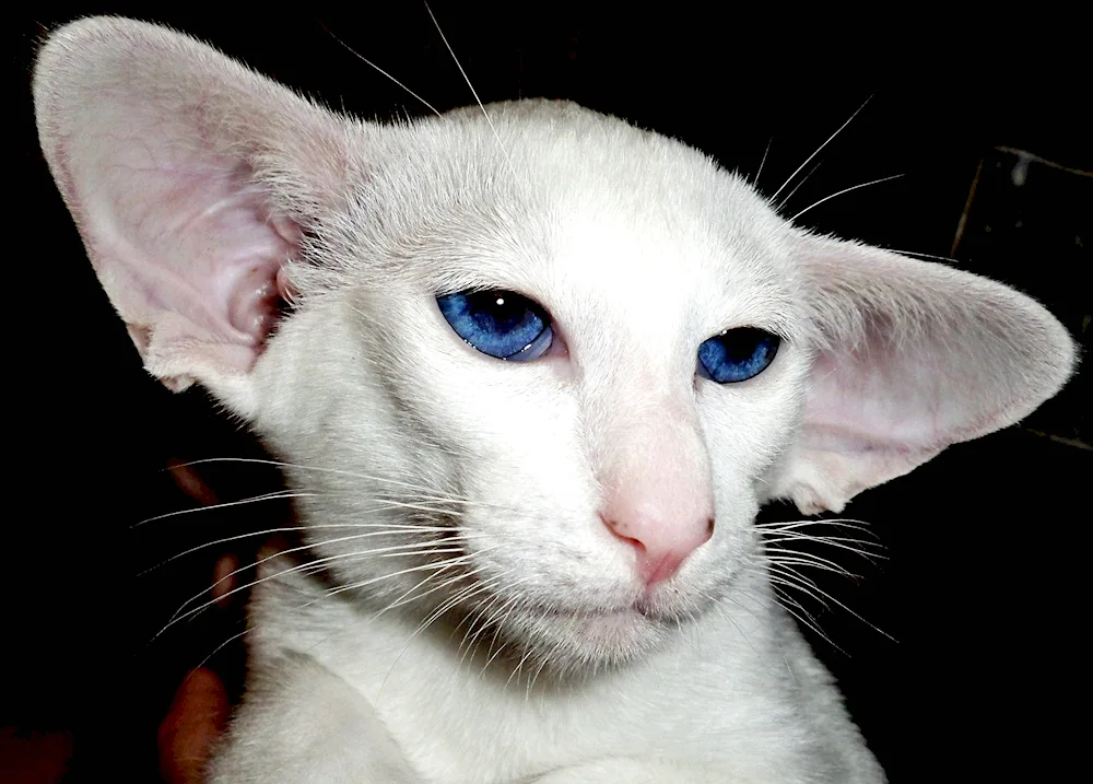 Oriental shorthair cat