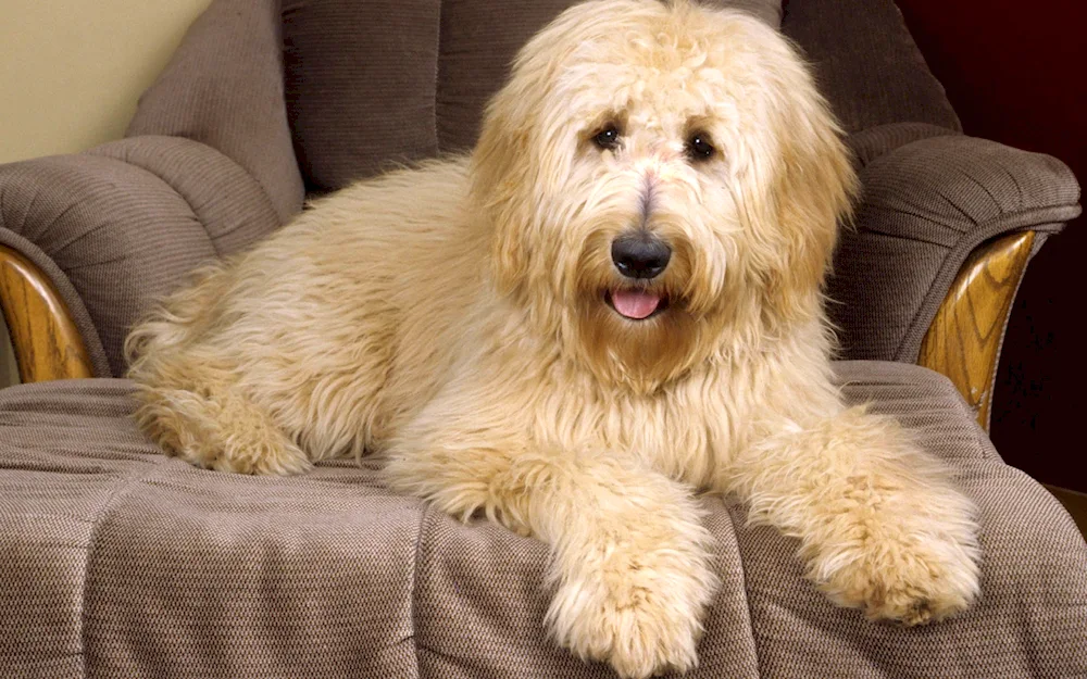 Goldendoodle breed