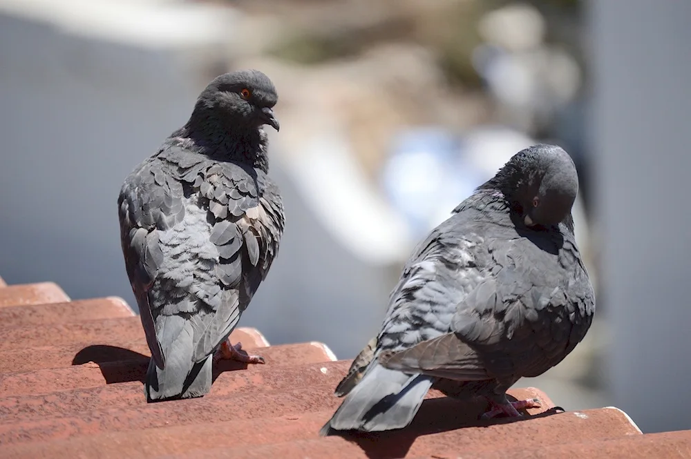 Black and white pigeon