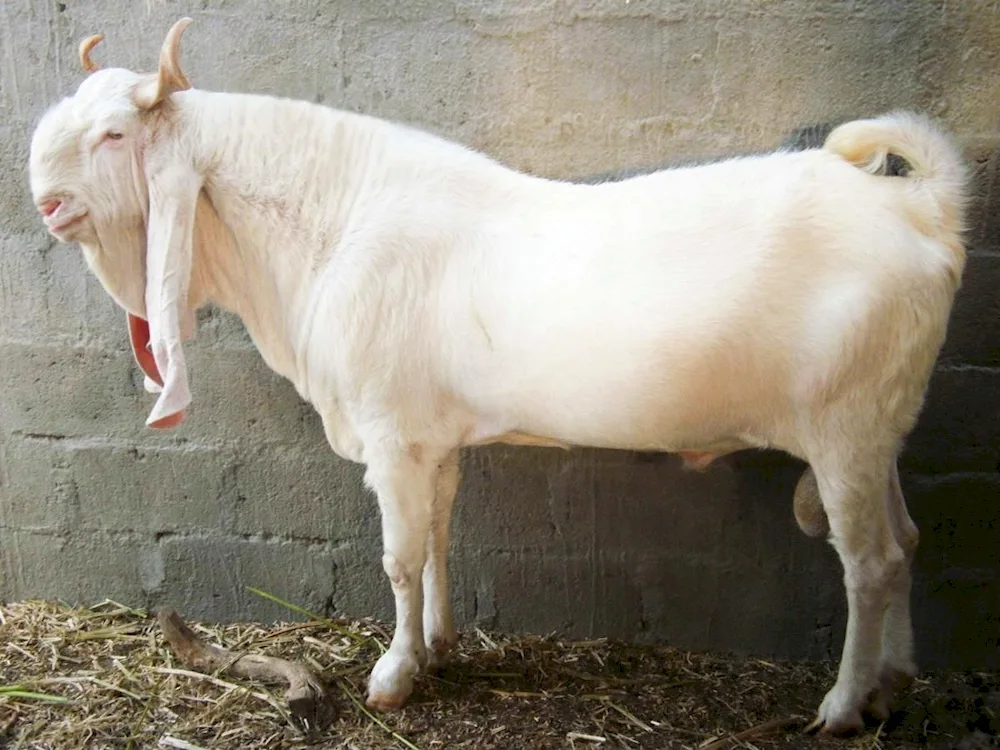 Gulabi goat breed