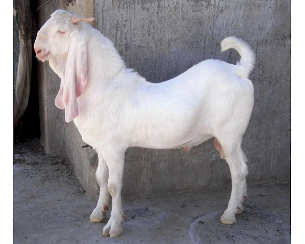 Gulabi goat breed