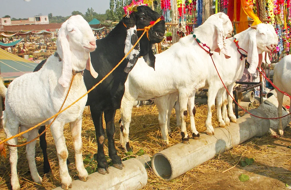 Gulabi goats