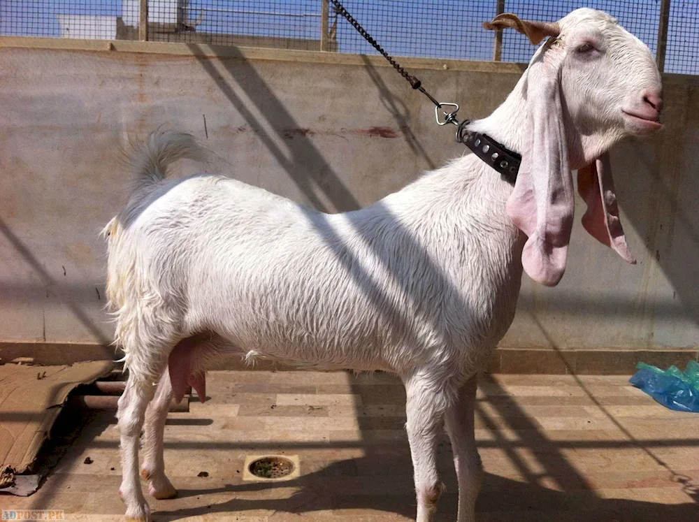 Girgentana goat