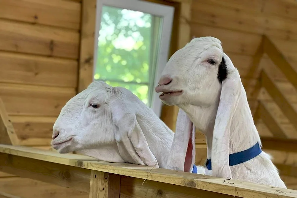 Damask goats