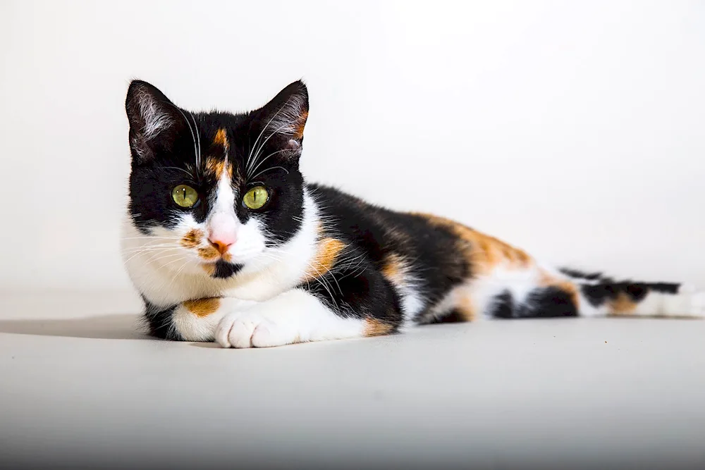 European shorthair tortoiseshell cat