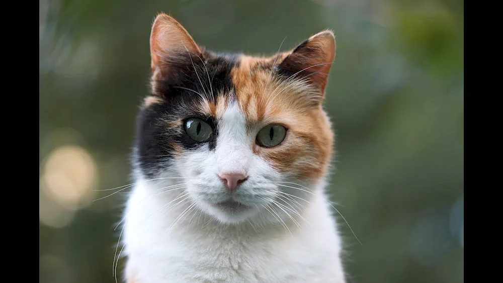 Calico breed