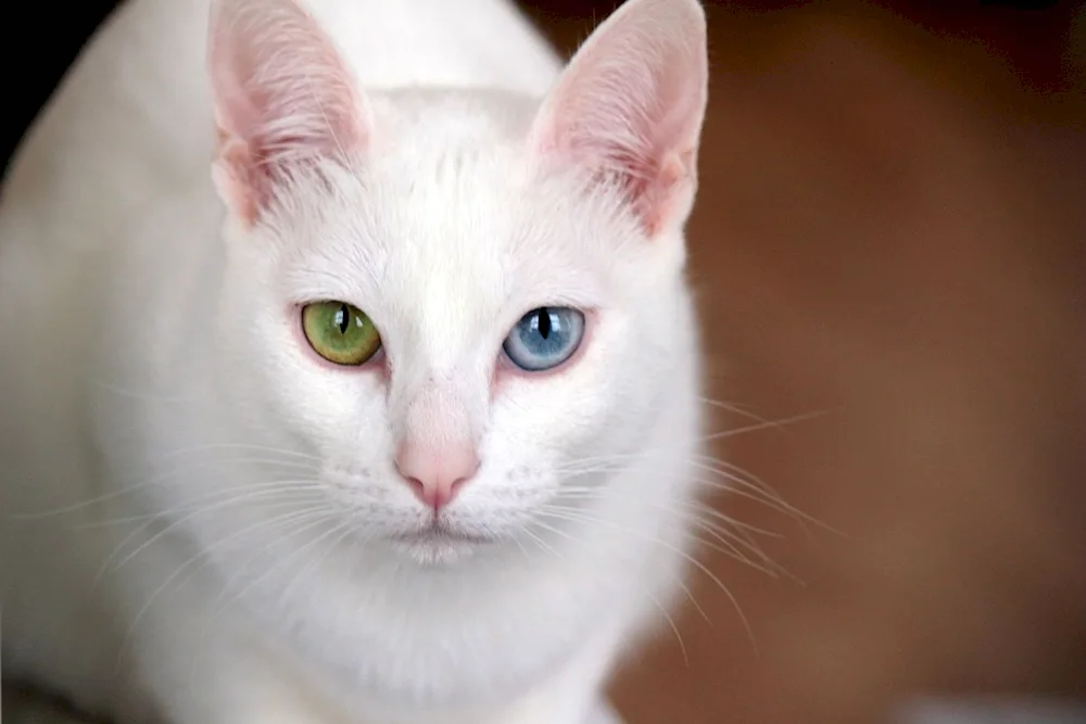 Turkish angora smooth-haired cat