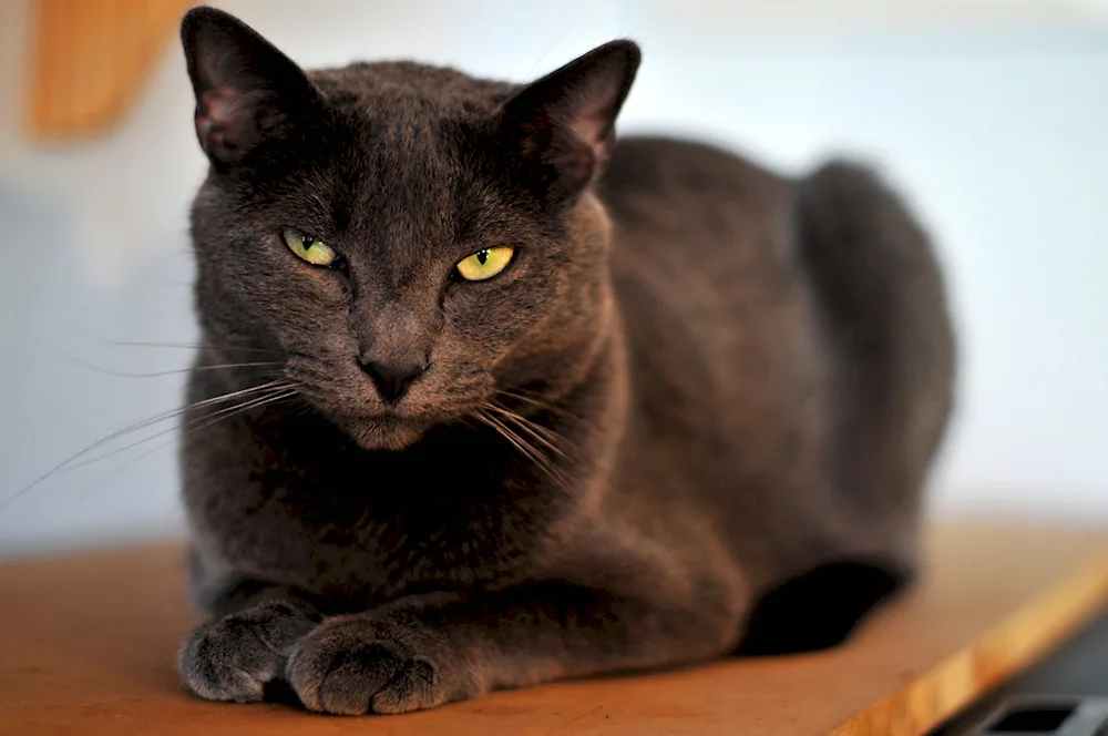 Abyssinian cat