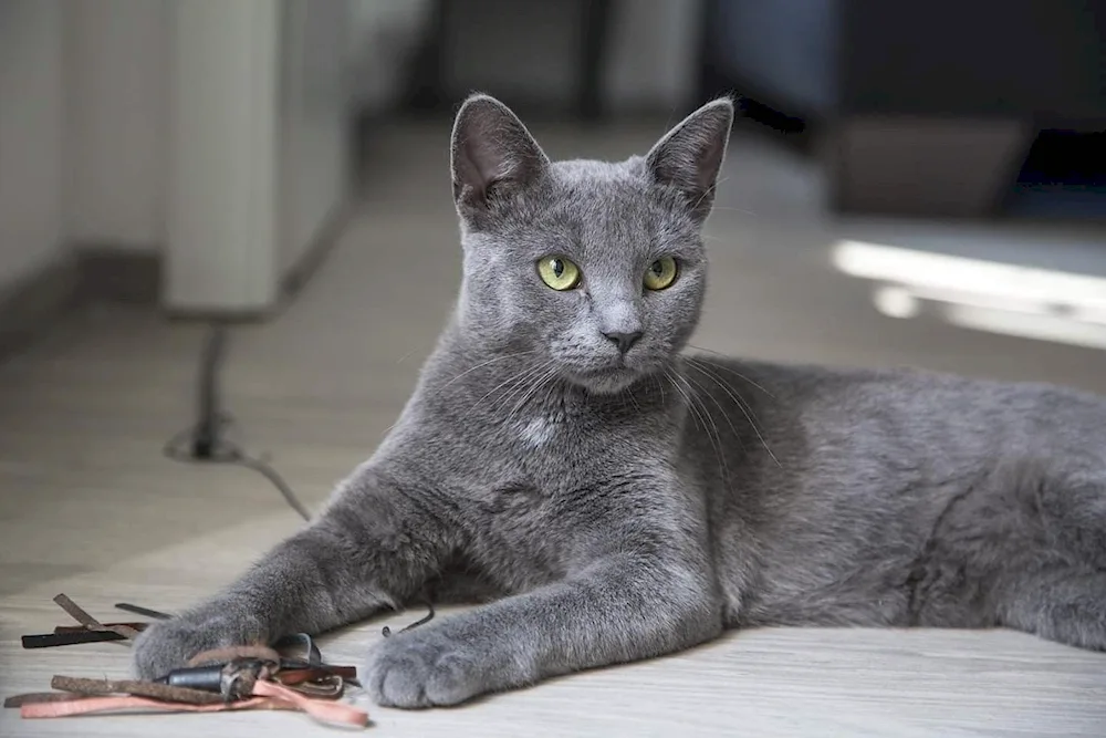 Russian blue cat short-haired grey cat