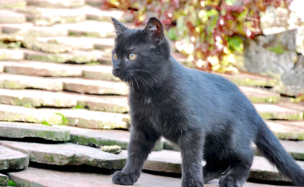 Oriental grey cat