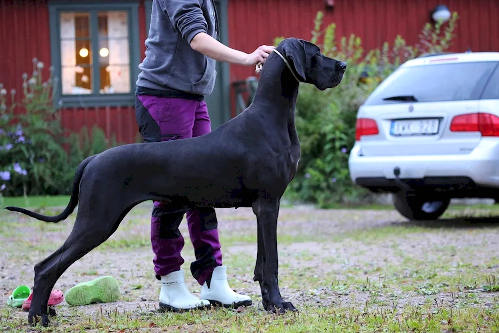 Marbled Dane dog Harlequin