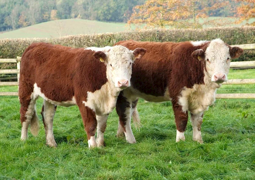 Gereford bull breed