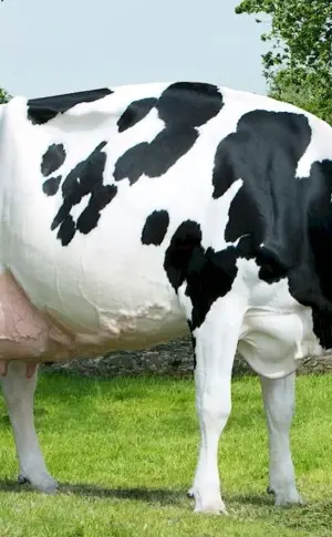 Holstein cows