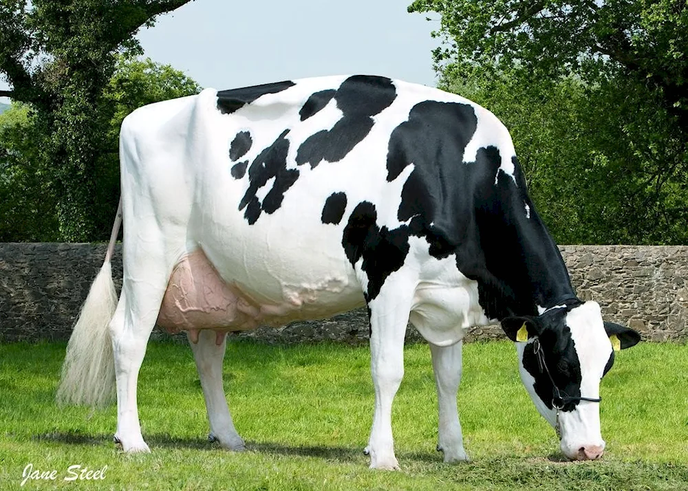 Holstein cows