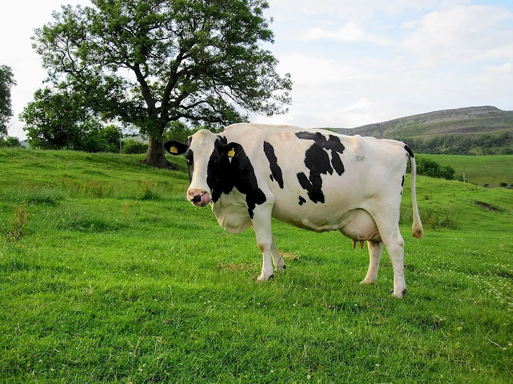 Holstein cow breed Friesian breed of cows