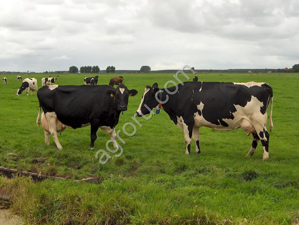 Holstein breed cows