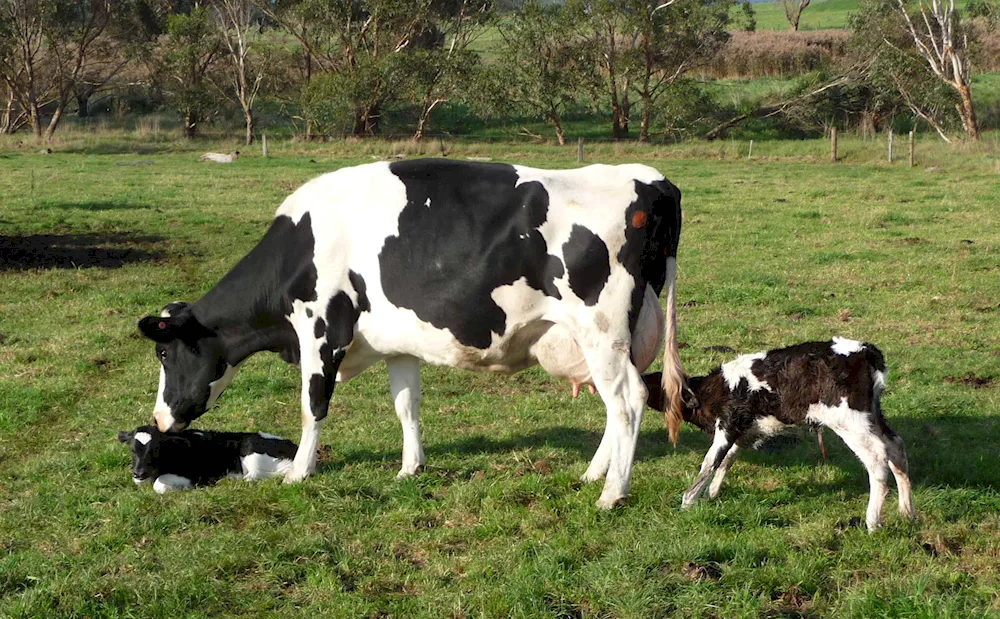 Holstein cows